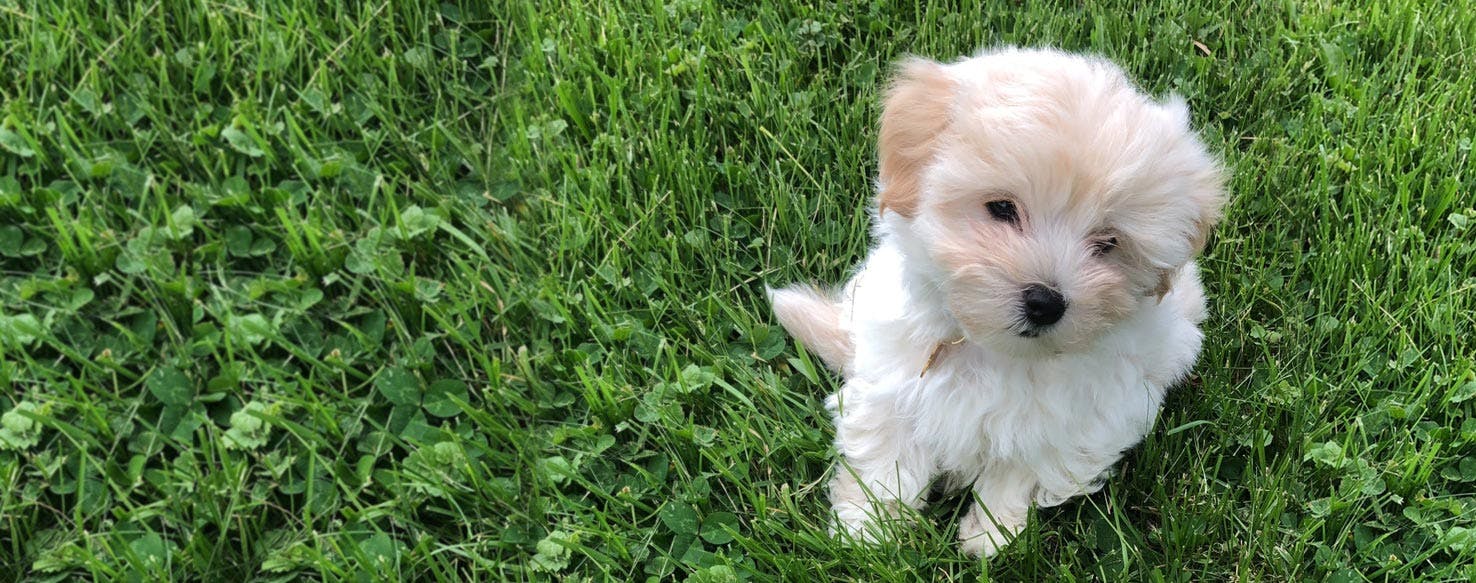 11 Hypoallergenic Mixed Dog Breeds